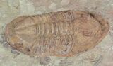 Ordovician Asaphellus Trilobite - Morocco #55151-2